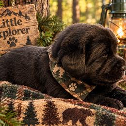Thelma's  Boy 2 - Black male Labrador Retriever puppy in Davenport, New York from New England Premier English Labradors