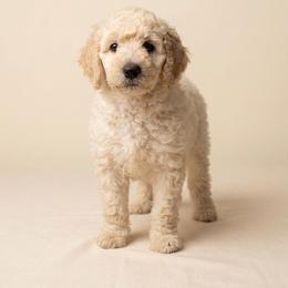 June - Cream female Goldendoodle puppy in Oklahoma City, Oklahoma from Haynes F1b Golden Puppies