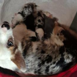 Australian Shepherds and Companion Crosses from RussKris Farms Aussies & Corgis