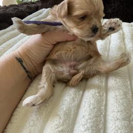 Purple  ( Rhea litter) - Apricot female Maltipoo puppy in Fredericktown, Missouri from Doodle Pups Fur-Ever
