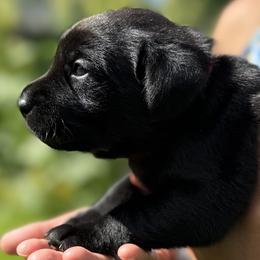 Girl 2 - female Labrador Retriever puppy in Richmond, Maine from King K9 Academy