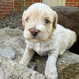 Rolly - Buff male Cockapoo puppy in Williamston, South Carolina from Sassy Bob’s Dogs