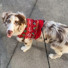 Australian Shepherd All Grown Up from Flowertown Aussies