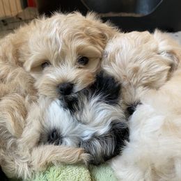Havanese Puppies from Sandia Havanese