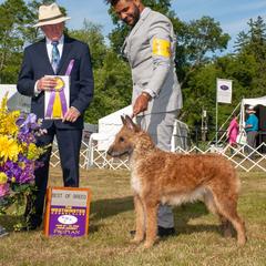 Annie - Belgian Laekenois