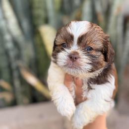 Mike - Liver and white male Shih Tzu puppy in Azusa, California from RJ Shih Tzu lover