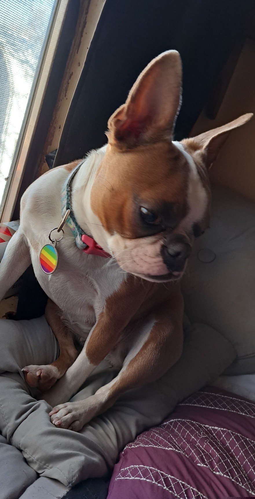 Medusa - Boston Terrier