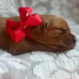 Cherry - Dark golden female Golden Retriever puppy in Moses Lake, Washington from Dune Lakes Goldens