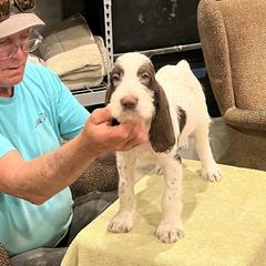 "Puppy Girl" Spinone Italiano Puppies from Boe Dogs