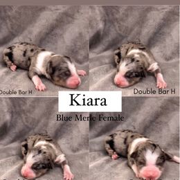 Pembroke Welsh Corgi and Toy Australian Shepherd Puppies from Double Bar H Corgis & Aussies