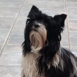 Yorkshire Terrier Puppies from Cheryl Skistimas