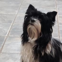Yorkshire Terrier Puppies from Cheryl Skistimas