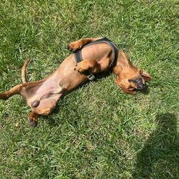 Dachshund Puppies from Army of Dachshunds