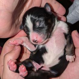 Jimi - Black tri male Toy Australian Shepherd puppy in Shepherd, Texas from GAMALA Farm & Kennels