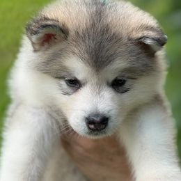 Girl 3 - Gray and white female Alaskan Malamute puppy in Ramsey, Minnesota from Windchaser Kennels