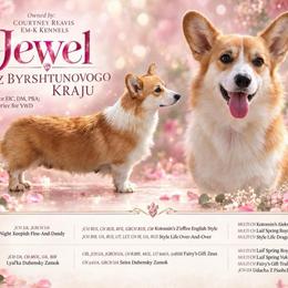Jewel - Pembroke Welsh Corgi