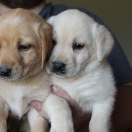 Labrador Retriever Puppies from Mahner Labs
