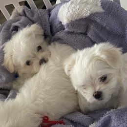 Maltese Puppies from B&O Maltese