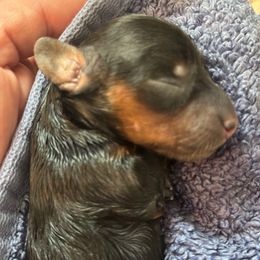 Liberty - Black and tan female Dachshund puppy in Steamboat Springs, Colorado from Steamboat Sausage Squad