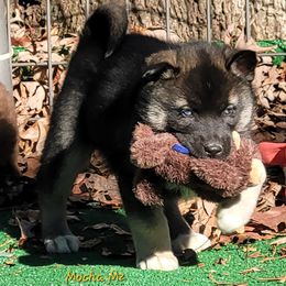 Mocha Male 2 - Agouti and white male Siberian Husky puppy in Hiawassee, Georgia from Chastains Huskies