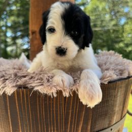 Bernedoodle and Goldendoodle Puppies from Cozy Creek Doodles