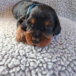 Boy 1 - Black and tan male Gordon Setter puppy in Potosi, Wisconsin from Point and Flush Gun Dogs