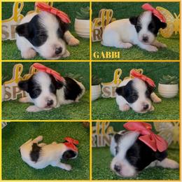 Gabbi - AKC - Black and white female Havanese puppy in Verden, Oklahoma from Holcombs Puppy Ranch