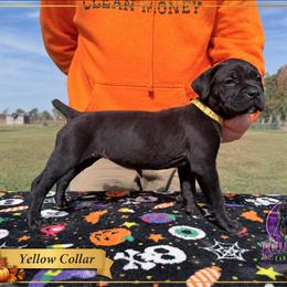 Livia- Yellow collar - Black female Cane Corso puppy in Stilwell, Oklahoma from Killing Joke Kennels