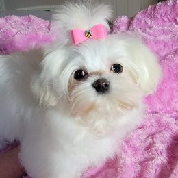 Maltese from Maschler's Maltese Manor