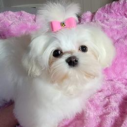 Maltese from Maschler's Maltese Manor