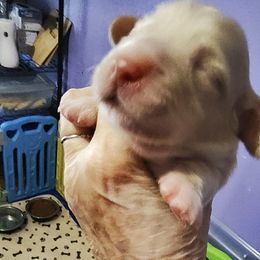 Baroness - Cream Dachshund puppy in Pueblo, Colorado from Bianka's Dackels