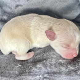 Wheaton male - Wheaten male Miniature Schnauzer puppy in Forest, Virginia from Prestige Kennel LLC