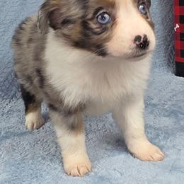 Rebbeca - Blue merle female Toy Australian Shepherd puppy in Citra, Florida from Southpaw Herders LLC