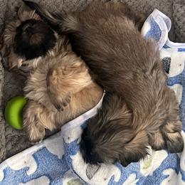 Ash - Gold male Shih Tzu puppy in Cordova, Maryland from Harlequins Shih Tzu