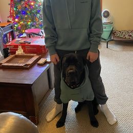 Cane Corso Puppies from Fortune Star Ultimate K9s