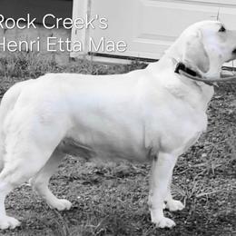 Labrador Retriever Puppies from ROCK CREEK LABRADORS