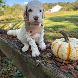 Fred - Parti male Goldendoodle puppy in Warsaw, Ohio from Lovabledoodles