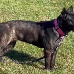 Catori - Cane Corso