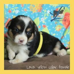 Yellow Female - Black and tan female Pembroke Welsh Corgi puppy in Wayne City, Illinois from Lash Livestock & Corgis