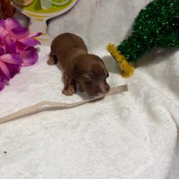 White collar - Chocolate female Dachshund puppy in Pleasant Plains, Arkansas from JGBs Silver Spur Dachshunds