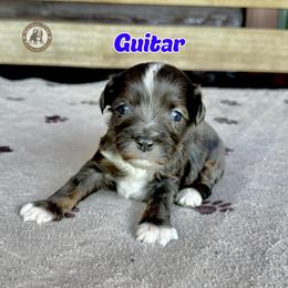 Guitar - Blue merle male Bernedoodle puppy in Banner Elk, North Carolina from Walnut Tree Bernedoodles