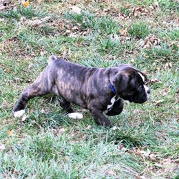 Olde English Bulldogge Puppies from ABK BULLDOGGES