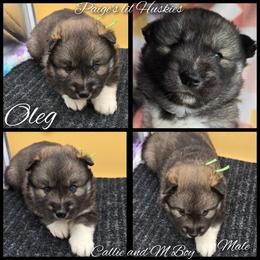 Oleg - Agouti and white male Siberian Husky puppy in Bloomfield, Indiana from Paiges lil huskies