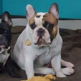 French Bulldogs from Bluebird French Bulldogs