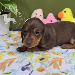 Reeses - Chocolate and tan male Dachshund puppy in Seagoville, Texas from Doxi Delights AKC Miniature Dachshunds