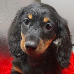 G Three - Black and tan female Dachshund puppy in Salyersville, Kentucky from Lavendell Dachshunds