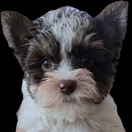 PeeWee (Chocolate Parti male) - Chocolate, tan and white male Yorkshire Terrier puppy in Gatesville, Texas from KontryKritterz Yorkies