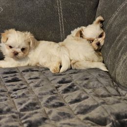 Shih Tzu puppies from NC Shih Tzus by Tammy