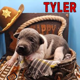 Tyler - White and blue male Rat Terrier puppy in Lynn, Alabama from Cryptic Rat Terriers