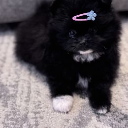 Pomeranian Puppies from Pomeranian experts
